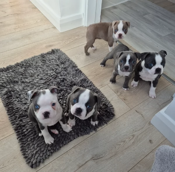 per adozione Boston Terrier | Foto 0