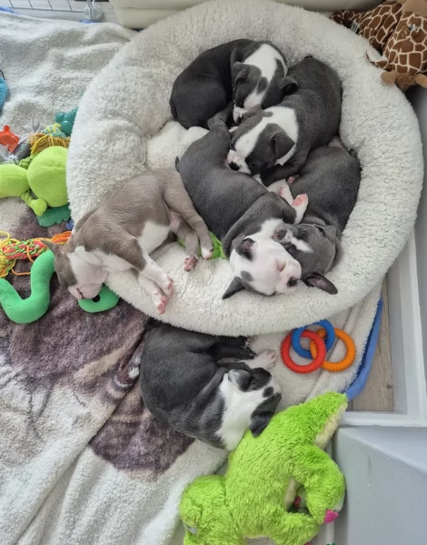 per adozione Boston Terrier | Foto 0