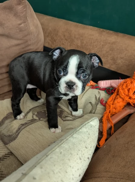 per adozione Boston Terrier | Foto 3