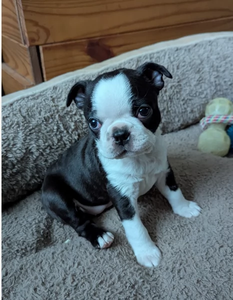 per adozione Boston Terrier