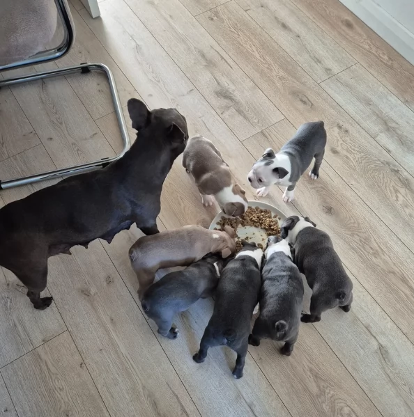 per adozione Boston Terrier | Foto 0