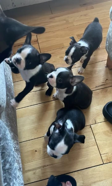 per adozione Boston Terrier | Foto 0