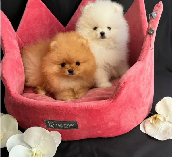 per adozione regalo Volpino Pomerania da privato