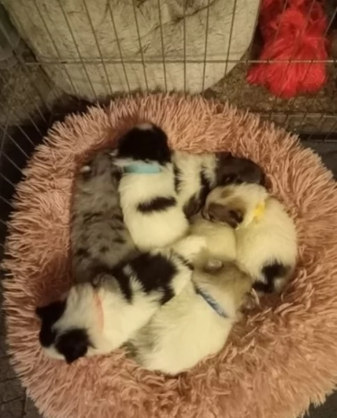 per adozione regalo Volpino Pomerania da privato | Foto 0