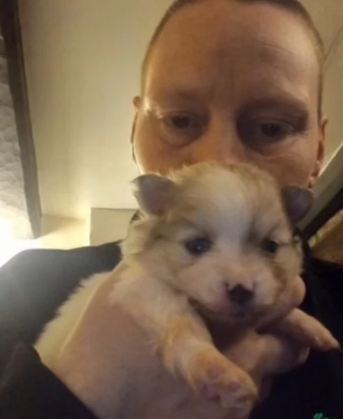 per adozione regalo Volpino Pomerania da privato | Foto 1