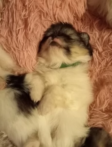 per adozione regalo Volpino Pomerania da privato | Foto 0