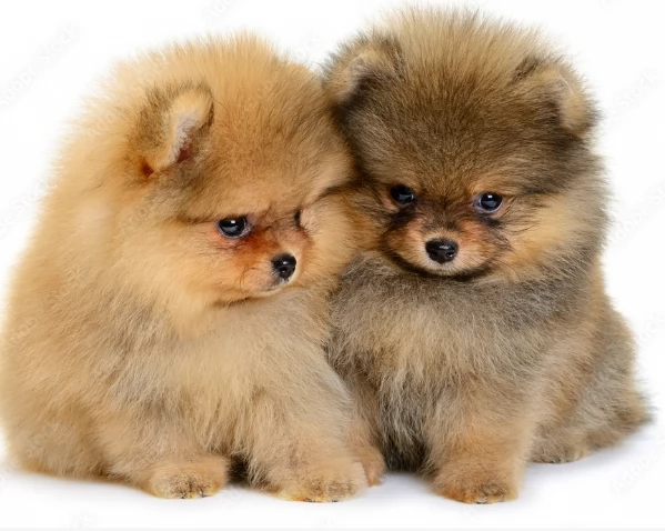 per adozione regalo Volpino Pomerania da privato