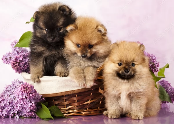 per adozione regalo Volpino Pomerania da privato