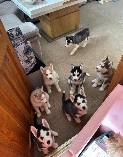  fantastici cuccioli di siberian husky per ladozione
