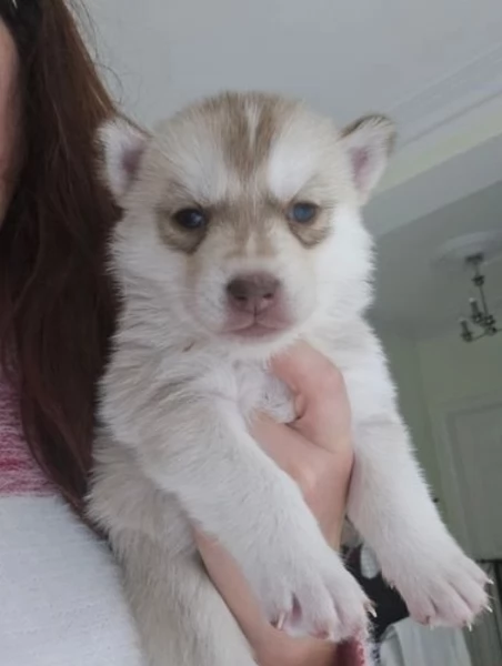  fantastici cuccioli di siberian husky per ladozione | Foto 4