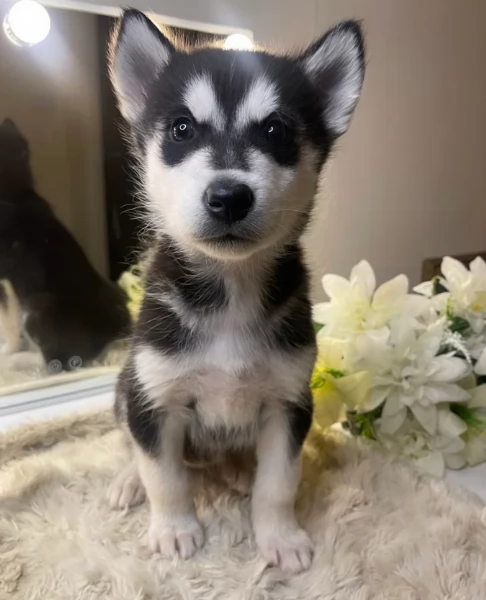  fantastici cuccioli di siberian husky per ladozione