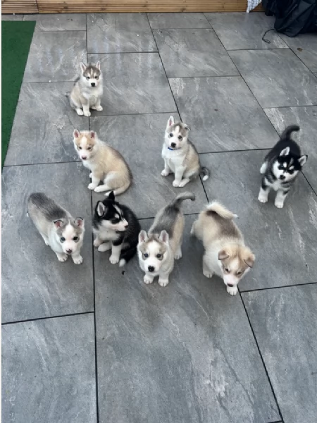  fantastici cuccioli di siberian husky per ladozione | Foto 0