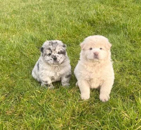 fantastici cuccioli di Chow Chow. per l'adozione | Foto 0
