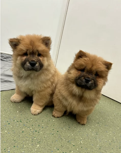 fantastici cuccioli di Chow Chow. per l'adozione | Foto 0