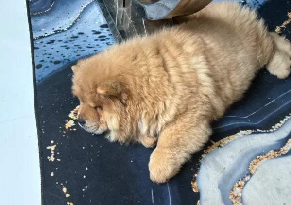 fantastici cuccioli di Chow Chow. per l'adozione | Foto 1
