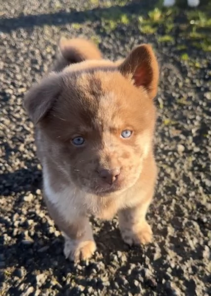 fantastici cuccioli di Chow Chow. per l'adozione