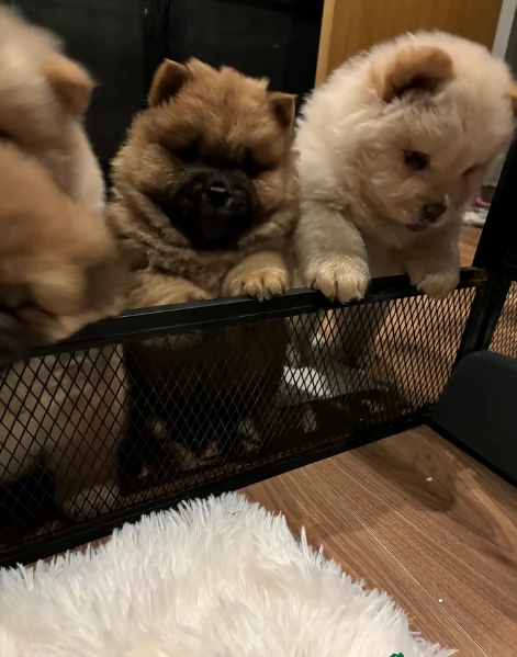 fantastici cuccioli di Chow Chow. per l'adozione | Foto 1