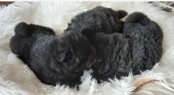 fantastici cuccioli di Chow Chow. per l'adozione | Foto 2