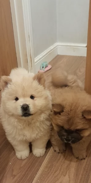 fantastici cuccioli di Chow Chow. per l'adozione | Foto 1