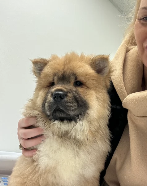 fantastici cuccioli di Chow Chow. per l'adozione | Foto 0
