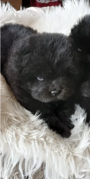 fantastici cuccioli di Chow Chow. per l'adozione | Foto 1