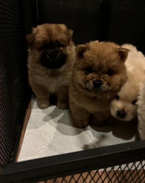 fantastici cuccioli di Chow Chow. per l'adozione | Foto 0