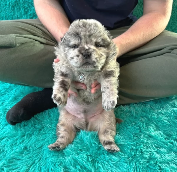 fantastici cuccioli di Chow Chow. per l'adozione | Foto 5