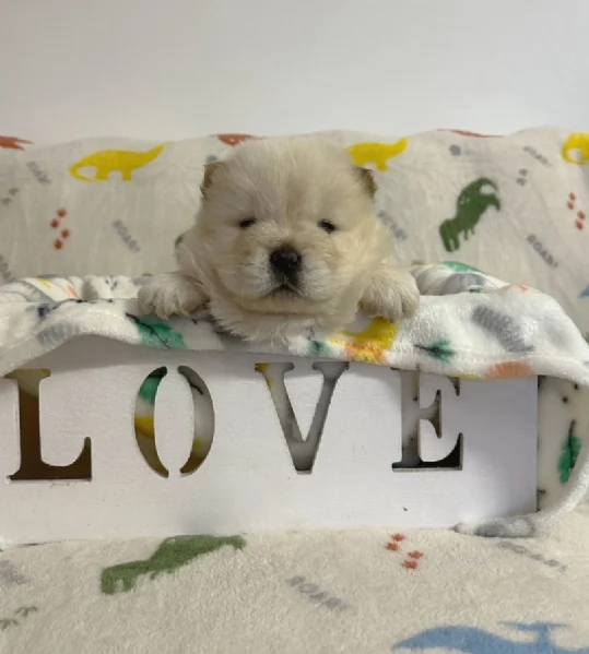 fantastici cuccioli di Chow Chow. per l'adozione | Foto 4