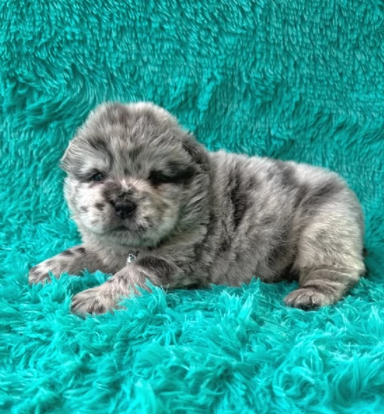 fantastici cuccioli di Chow Chow. per l'adozione | Foto 3