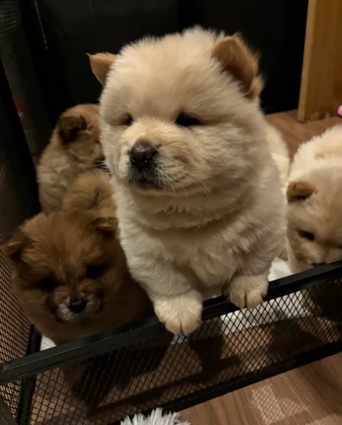 fantastici cuccioli di Chow Chow. per l'adozione