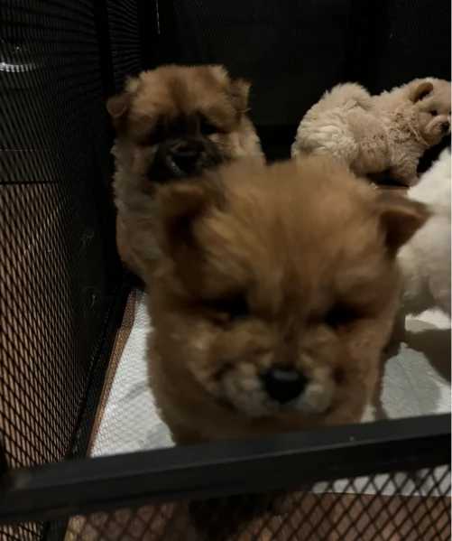 fantastici cuccioli di Chow Chow. per l'adozione | Foto 0