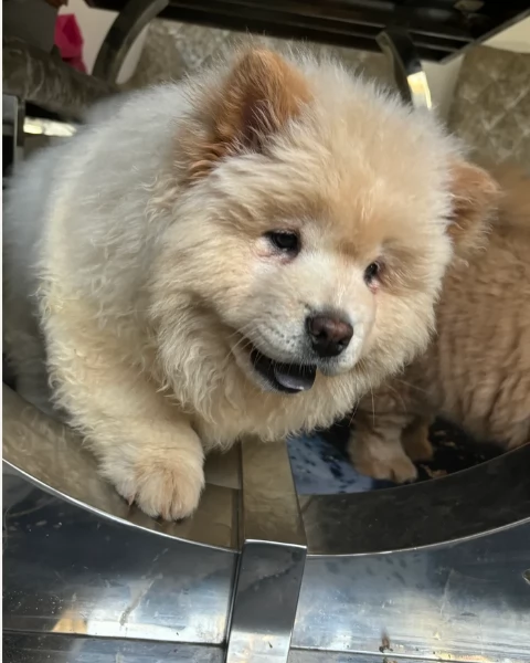 fantastici cuccioli di Chow Chow. per l'adozione | Foto 2