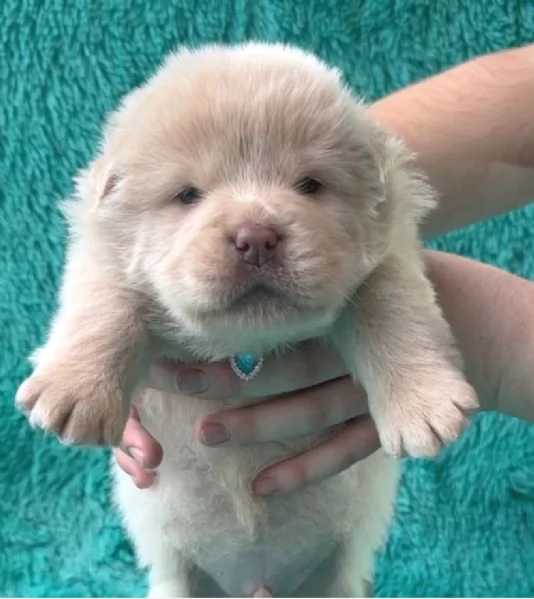 fantastici cuccioli di Chow Chow. per l'adozione | Foto 0