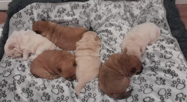 fantastici cuccioli di Chow Chow. per l'adozione | Foto 0