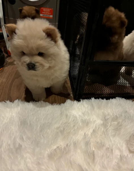 fantastici cuccioli di Chow Chow. per l'adozione