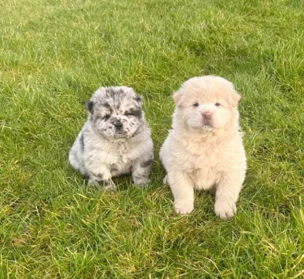 fantastici cuccioli di Chow Chow. per l'adozione | Foto 0