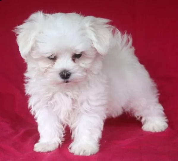 Regalo per adozione regalo maltese in adozione | Foto 3