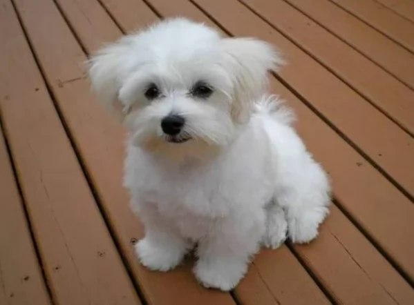 Regalo per adozione regalo maltese in adozione | Foto 4