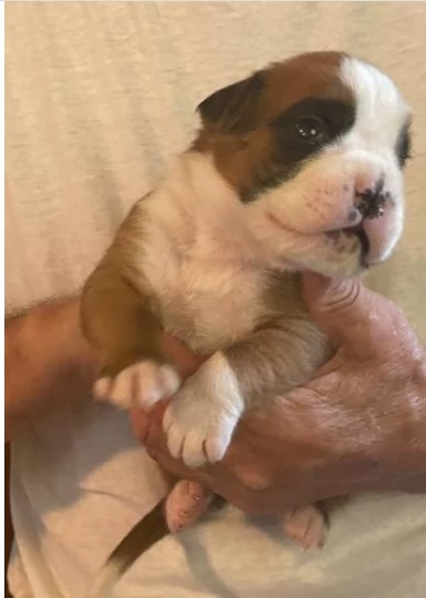 CUCCIOLI DI BOXER ALLEVATI CON AMORE per adozione | Foto 2