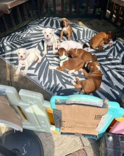 regalo CUCCIOLI DI BOXER per adozione