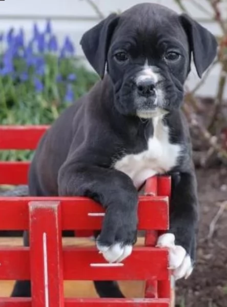 regalo CUCCIOLI DI BOXER per adozione | Foto 5