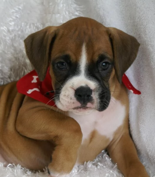 regalo CUCCIOLI DI BOXER per adozione | Foto 3