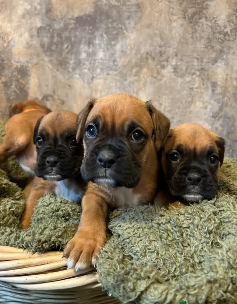 regalo CUCCIOLI DI BOXER per adozione | Foto 2