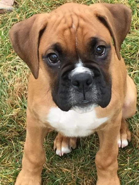 regalo CUCCIOLI DI BOXER per adozione