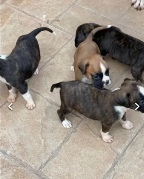 regalo CUCCIOLI DI BOXER per adozione | Foto 0