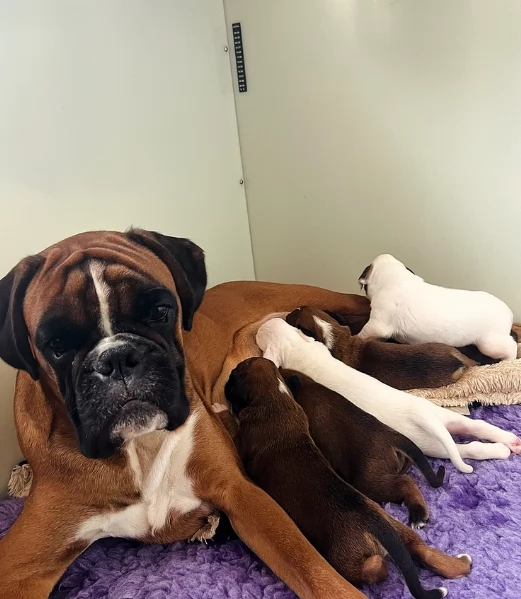 regalo CUCCIOLI DI BOXER per adozione | Foto 4