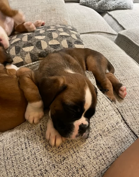 regalo CUCCIOLI DI BOXER per adozione | Foto 3