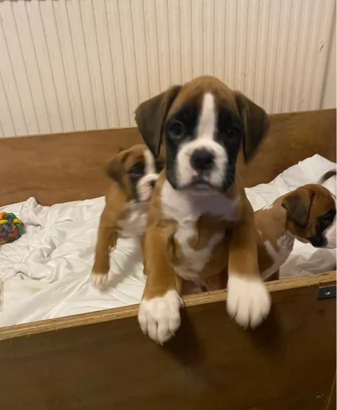 regalo CUCCIOLI DI BOXER per adozione | Foto 4
