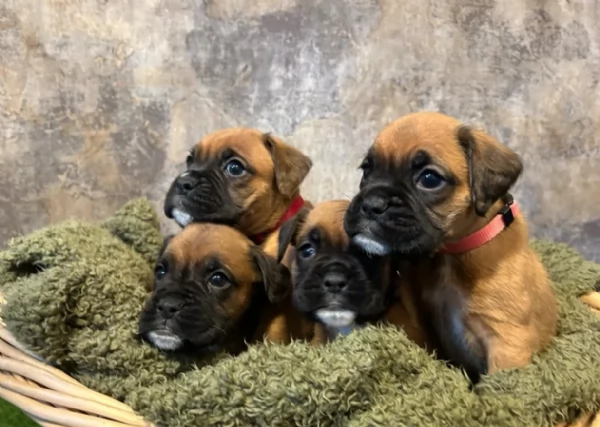 regalo CUCCIOLI DI BOXER per adozione | Foto 1
