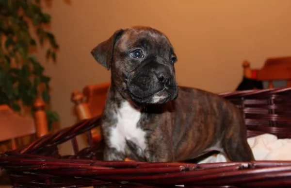 regalo CUCCIOLI DI BOXER per adozione